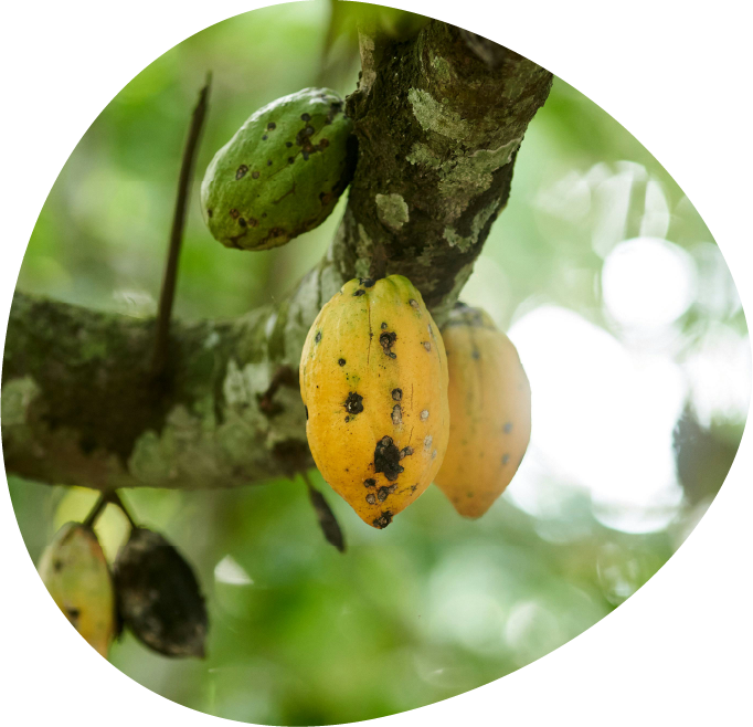 Cocoa pods growing on a tree